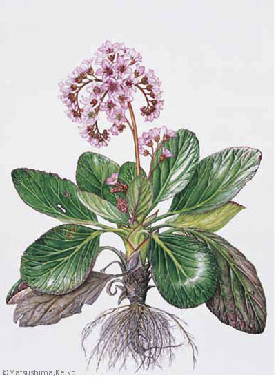 【松島恵子：ヒマラヤユキノシタ（ユキノシタ科）Bergenia】