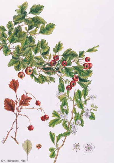 【岸本美季：サンザシ（バラ科）Crataegus cuneata】