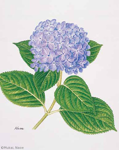 【向井直恵：アジサイ （アジサイ科） Hydrangea macrophylla】