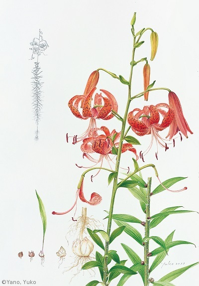 【矢野裕子：オニユリ（ユリ科）Lilium lancifolium】