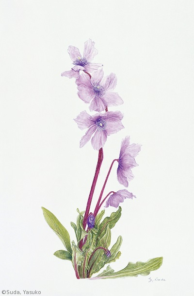 【須田靖子:青いケシ(ケシ科)Meconopsis lancifolia】