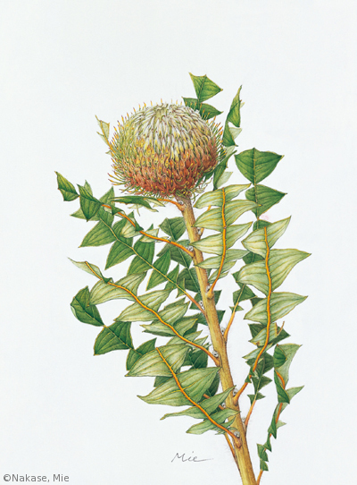 【中瀬美絵：バンクシア・バクステリ（ヤマモガシ科）Banksia baxteri】