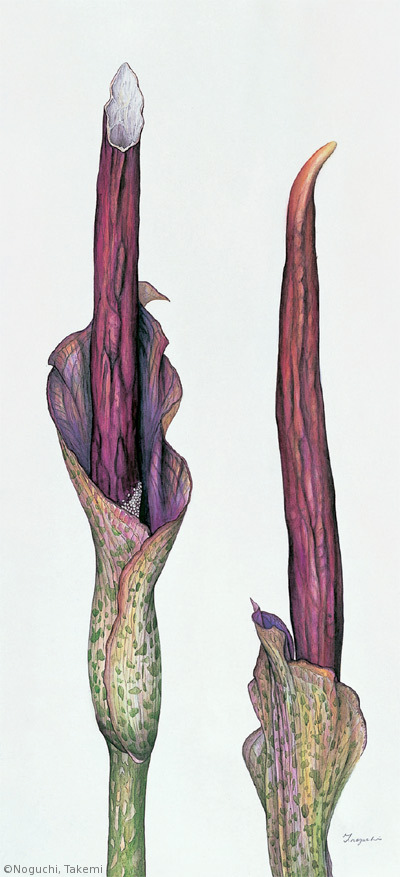 【野口武美:コンニャク (サトイモ科) Amorphophallus konjac】