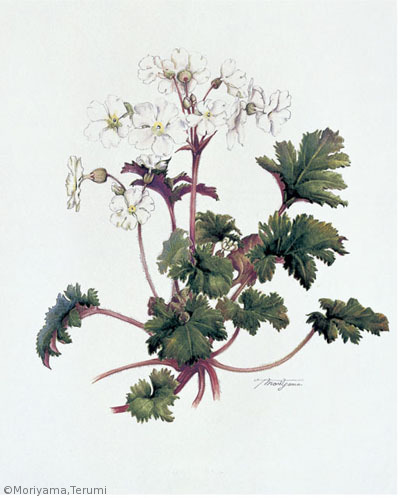 【森山照美:雪桜(カンザクラ)(サクラソウ科) Primula praenitens】