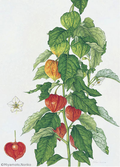 【宮本紀子:ホオズキ(ナス科)Physalis alkekengi var. franchetii】