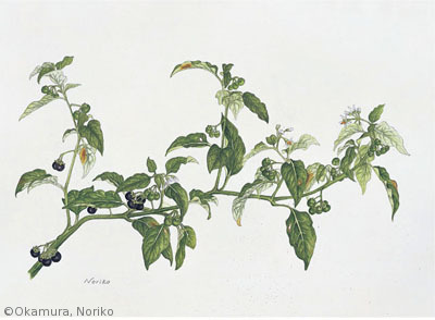 【岡村紀子：オオイヌホオズキ（ナス科）Solanum nigrescens】