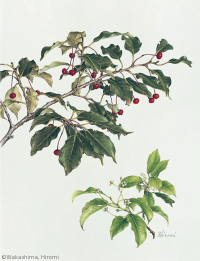 【若嶋裕美:ソヨゴ(モチノキ科)Ilex pedunculosa】