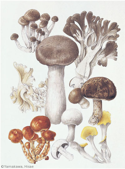 【山川久恵：キノコ　Edible fungi】