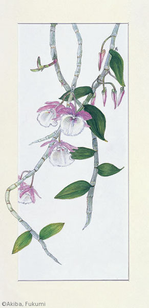 【秋葉馥美:デンドロビウム アフィルム (ラン科) Dendrobium aphyllum】
