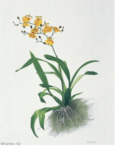 【三反栄治:オンシジウム アルティッシムム(ラン科)Oncidium altissimum】