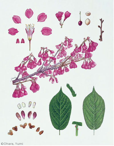 【大原裕美:カンヒザクラ(バラ科)Cerasus campanulata】