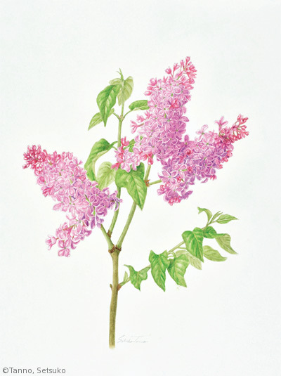 【丹野節子：ライラック（ムラサキハシドイ）（モクセイ科）Syringa vulgaris】