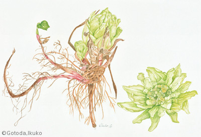 【後藤田郁子:フキ(フキノトウ)(キク科)Petasites japonicus】