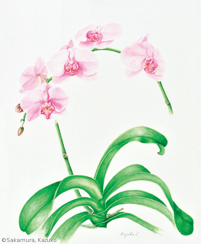 【坂村和子:コチョウラン(ラン科)Phalaenopsis cv.】