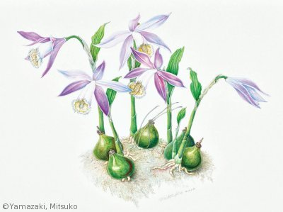 【山﨑光子：タイリントキソウ（ラン科）Pleione formosana】