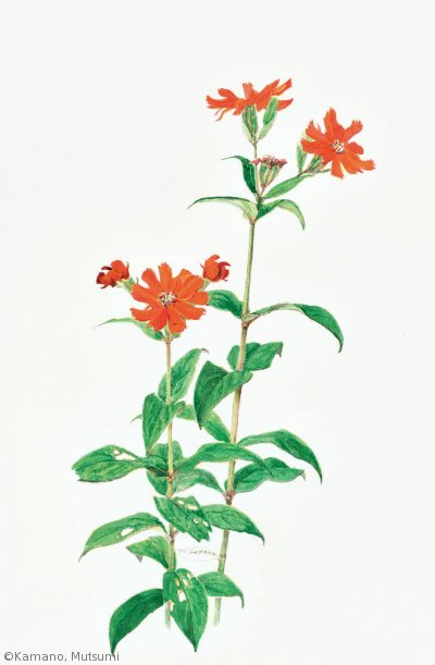 【鎌野睦：マツモトセンノウ（ナデシコ科）Silene sieboldii】