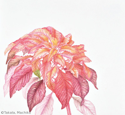 【髙田眞智子:ハゲイトウ (ヒユ科)Amaranthus tricolor】