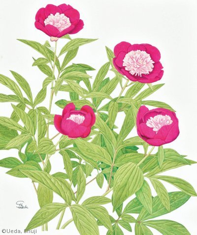 植田修二 Ueda Shuji ギャラリー 日本植物画倶楽部