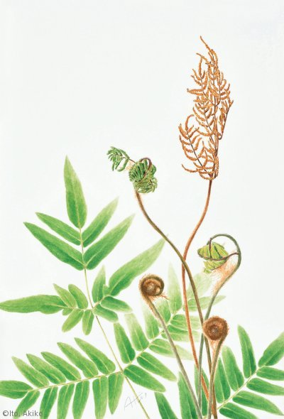 【伊東安希子：ゼンマイ（ゼンマイ科）Osmunda japonica】