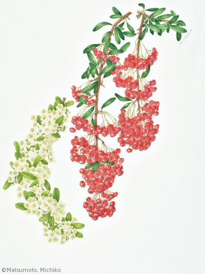 【松本美智子：ピラカンタ（トキワサンザシ）（バラ科）Pyracantha coccinea】