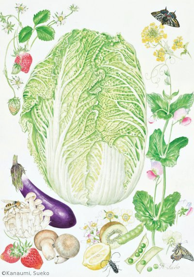 【金海すゑ子:ハクサイと食卓の仲間たち(アブラナ科ほか)Brassica rapa etc. 】