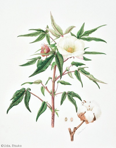 宇田恵津子 Uda Etsuko ギャラリー 日本植物画倶楽部 宇田恵津子 Uda Etsuko ギャラリー 日本植物画倶楽部