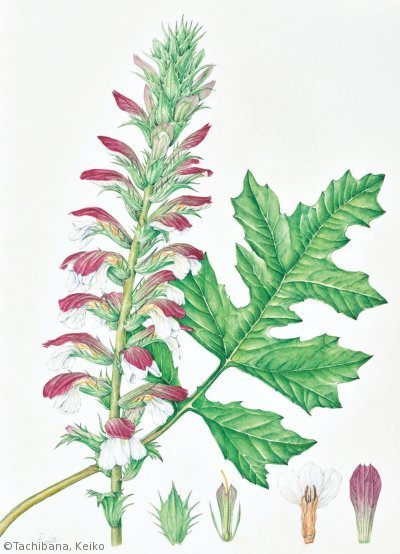 【立花惠子:アカントゥス モリス( キツネノマゴ科)Acanthus mollis 】