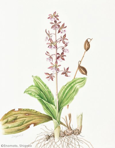 【榎本繁子：エビネ（ラン科）Calanthe discolor】