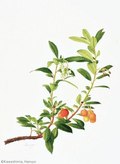 【川島治代：イチゴノキ（ ツツジ科）Arbutus unedo　　】