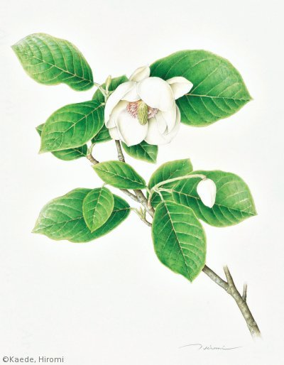 【楓ひろみ：オオヤマレンゲ（モクレン科）Magnolia sieboldii subsp. japonica】