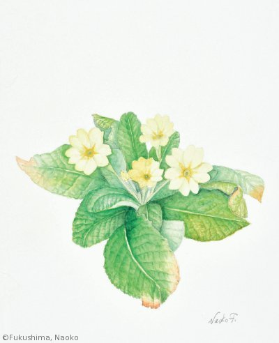 【福島南緒子：プリムラ ウルガリス（サクラソウ科）Primula vulgaris】