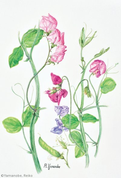 【山野邊れい子：スイートピー（ マメ科）Lathyrus odoratus】