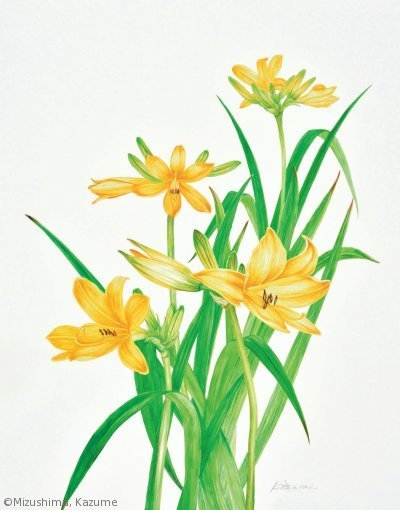 【水島一女：ゼンテイカ（礼文島産）（ ワスレグサ科）Hemerocallis dumortierivar. esculenta】