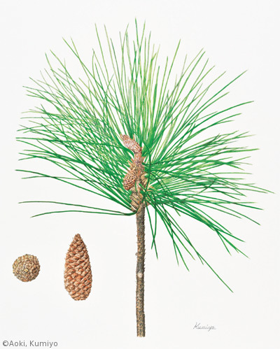 【青木久美代：ダイオウマツ（マツ科）Pinus palustris】