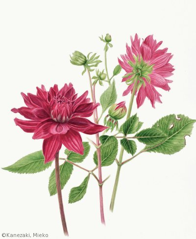 【金﨑美恵子：ダリア ‘黒蝶’ （キク科）Dahlia ‘Kokucho’ 】