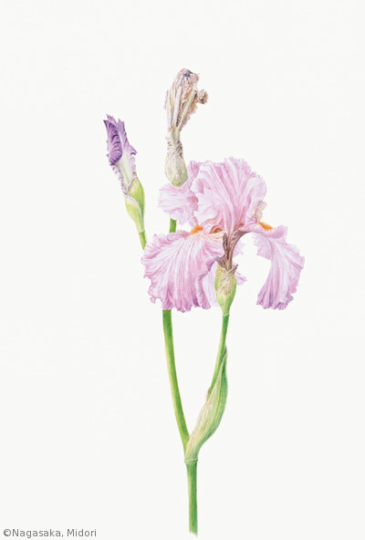 【長坂みどり:ジャーマンアイリス(アヤメ科)Iris hybrid】