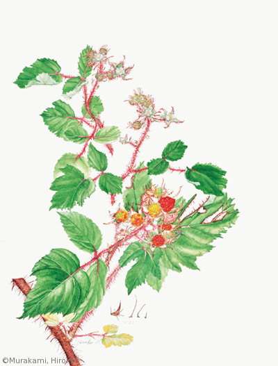 【村上裕子：エビガライチゴ（バラ科）Rubus phoenicolasius】