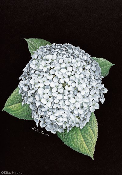 【北博子：アメリカノリノキ ‘アナベル’ （アジサイ科）Hydrangea arborescens  ‘Annabelle’】