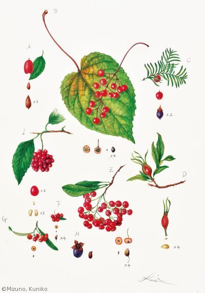 【水野邦子:秋の実 9種( ヤナギ科他)Various Fruits in late Autumn】