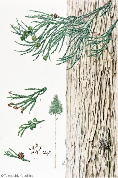 【竹内保博：アシウスギ （ヒノキ科）Cryptomeria japonica var. radicans】