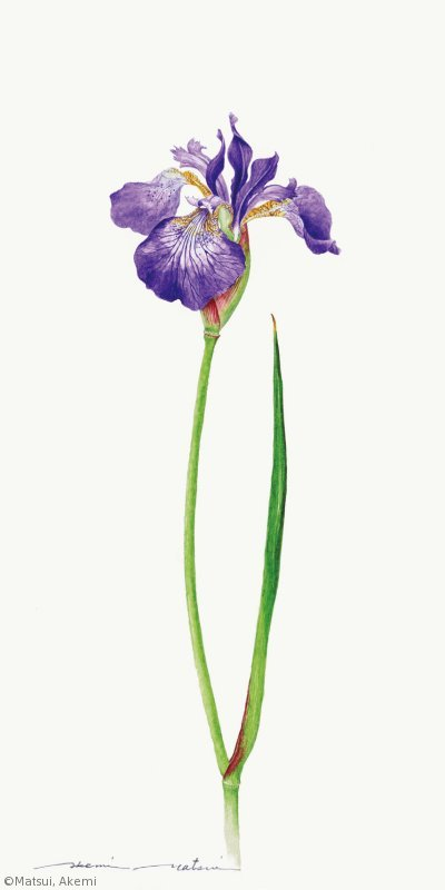 【まついあけみ：アヤメ （アヤメ科）Iris sanguinea】