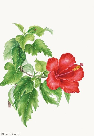 【飯西公子:ハイビスカス (アオイ科)Hibiscus】