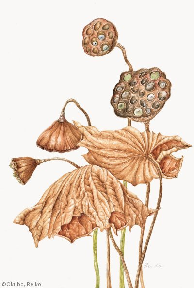 【大久保玲子:ハス( ハス科)Nelumbo nucifera】