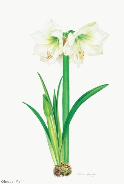 【井上眞理：アマリリス（ヒガンバナ科）Hippeastrum cv.】