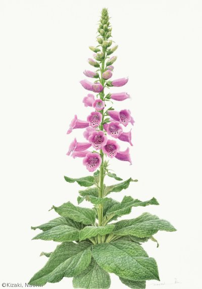 【木崎奈緒美：ジギタリス（オオバコ科）Digitalis purpurea】