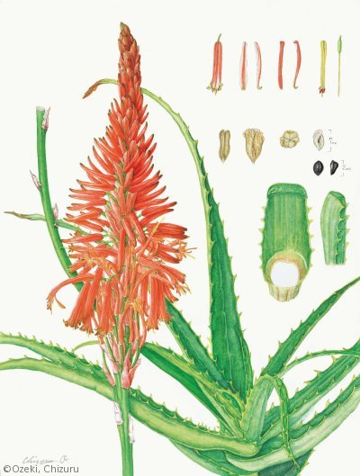 【尾関ちづる：キダチアロエ （ツルボラン科）Aloe arborescens】