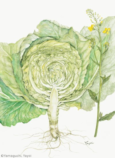 【山口彌生:キャベツ(アブラナ科)Brassica oleracea Capitata Group】