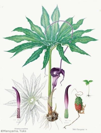 【丸山裕子：ウラシマソウ（ サトイモ科）Arisaema thunbergii subsp.urashima】