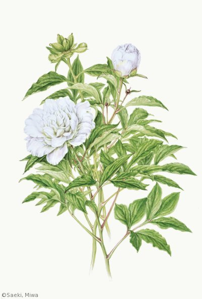 【佐伯美和：シャクヤク ‘梵天’ （ボタン科）Paeonia lactiflora ‘Bonten’】