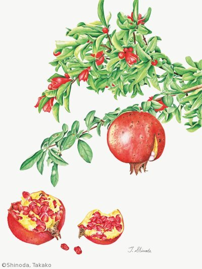 【篠田孝子:ザクロ( ミソハギ科)Punica granatum】